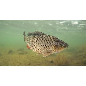 3D Carp Fish(Animated)